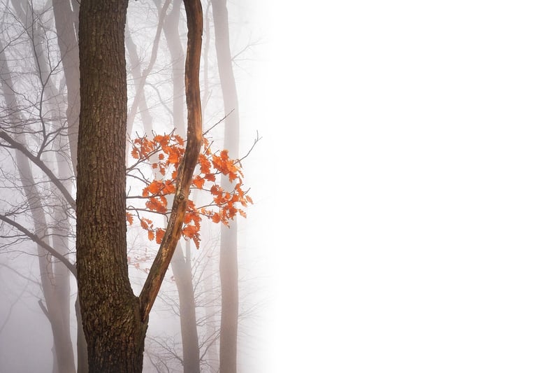 Mystical Forest